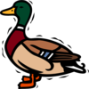 Shaking Duck Clip Art